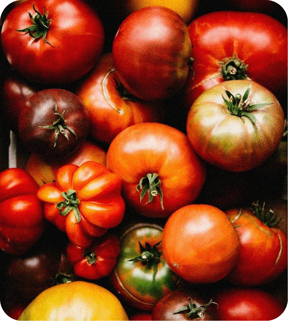 Pomodori Datterini dalla Toscana